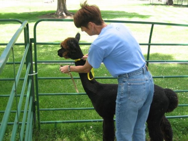  Handling Helper braun