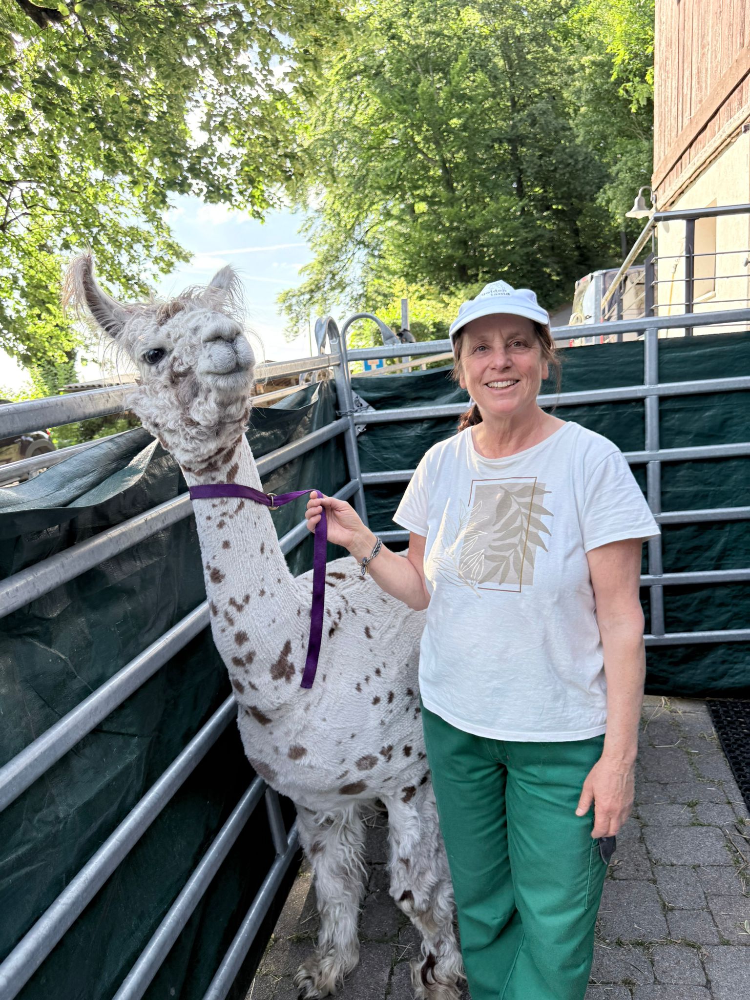 Gruppenkurs (max. 3 Personen) - Einführungskurs  240 Minuten, CHF 150.00 / Handling von Alpakas und Lamas 
