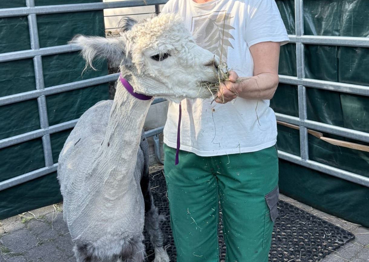 Einführungskurs 180 Minuten, CHF 240.00 / Handling von Alpakas und Lamas 