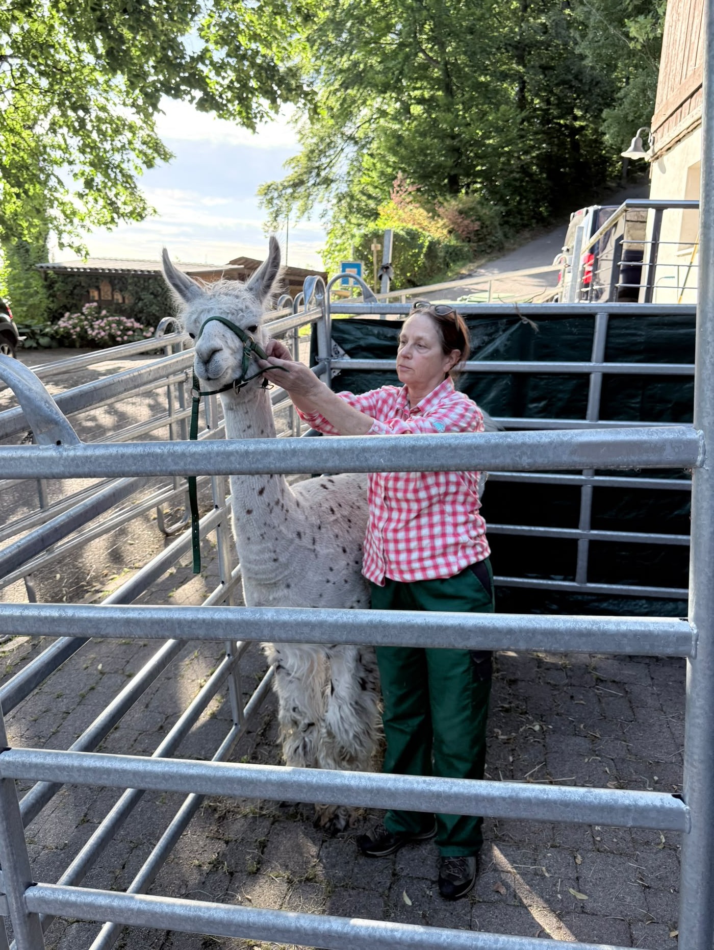 Individuelle KURZBERATUNG / pro 20 Minuten  CHF 25.00 / Handling von Alpakas und Lamas u.a. nach CAMELIDynamics