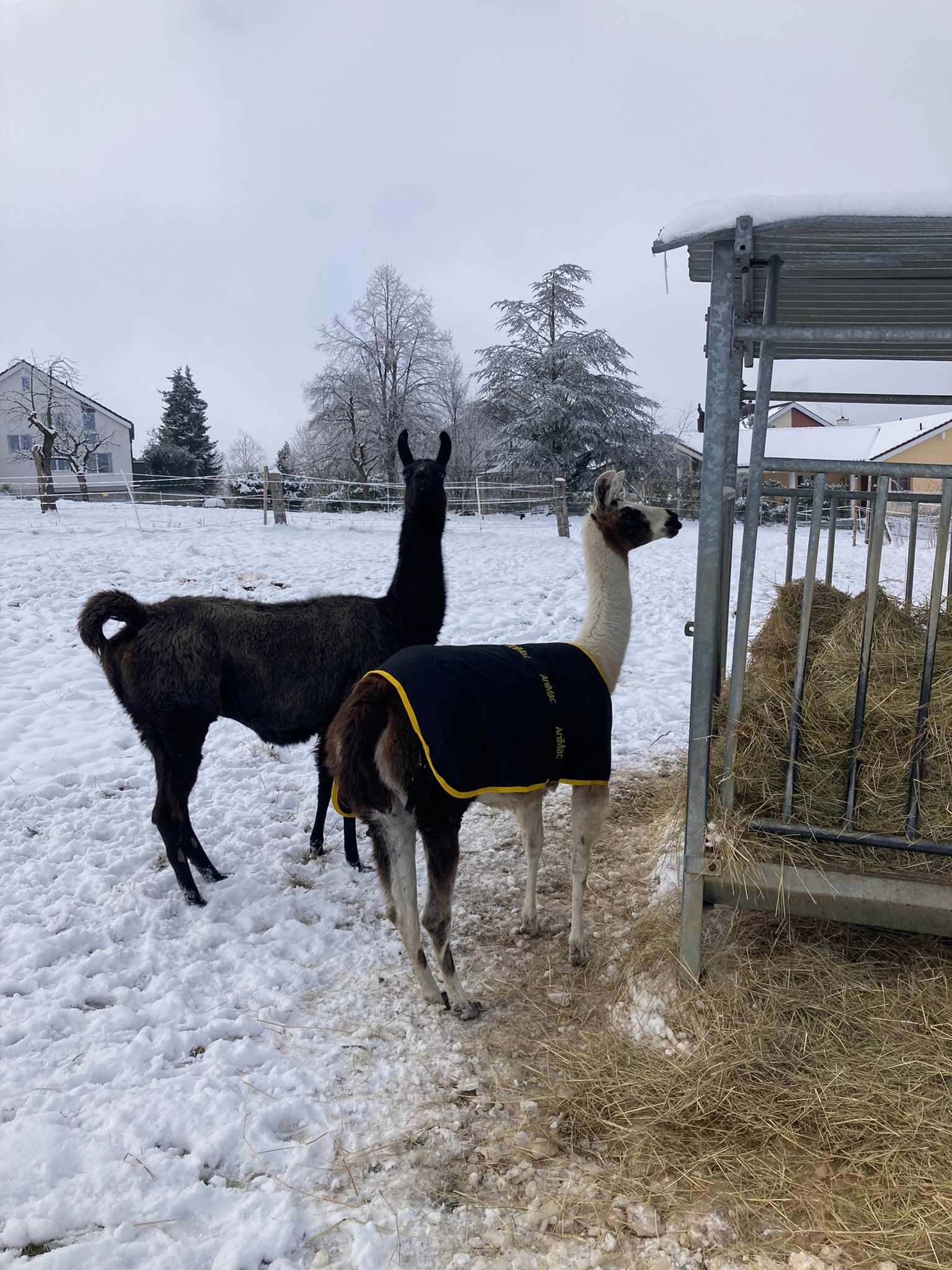 Outdoordecke 99 cm (Lama)