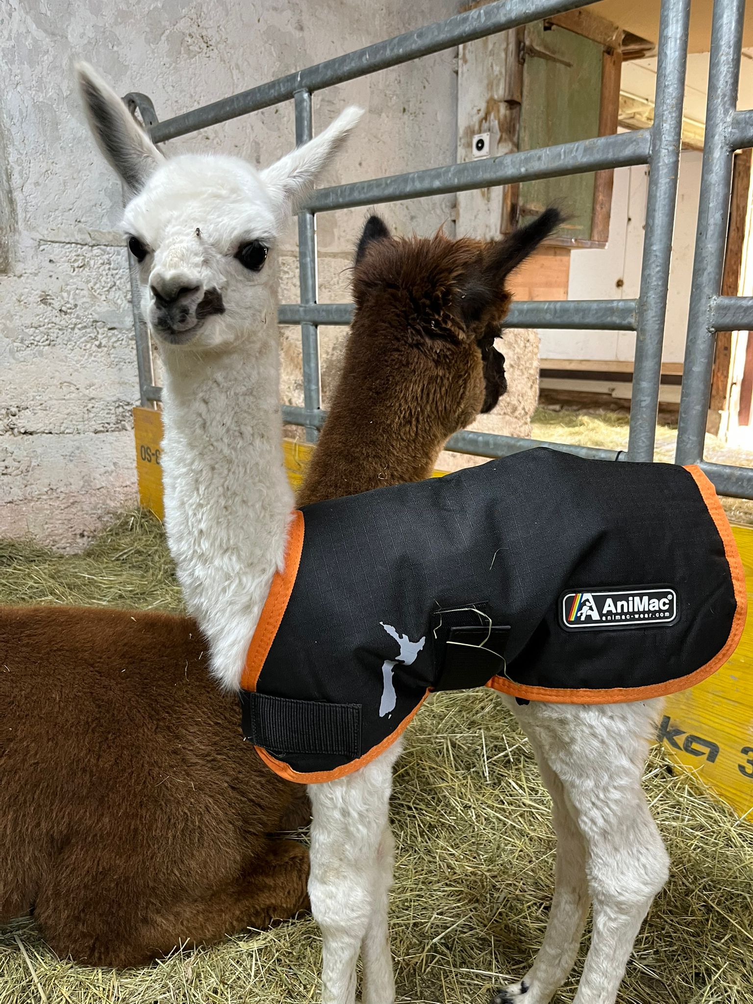 Outdoordecke 40 cm (Cria Alpaka)