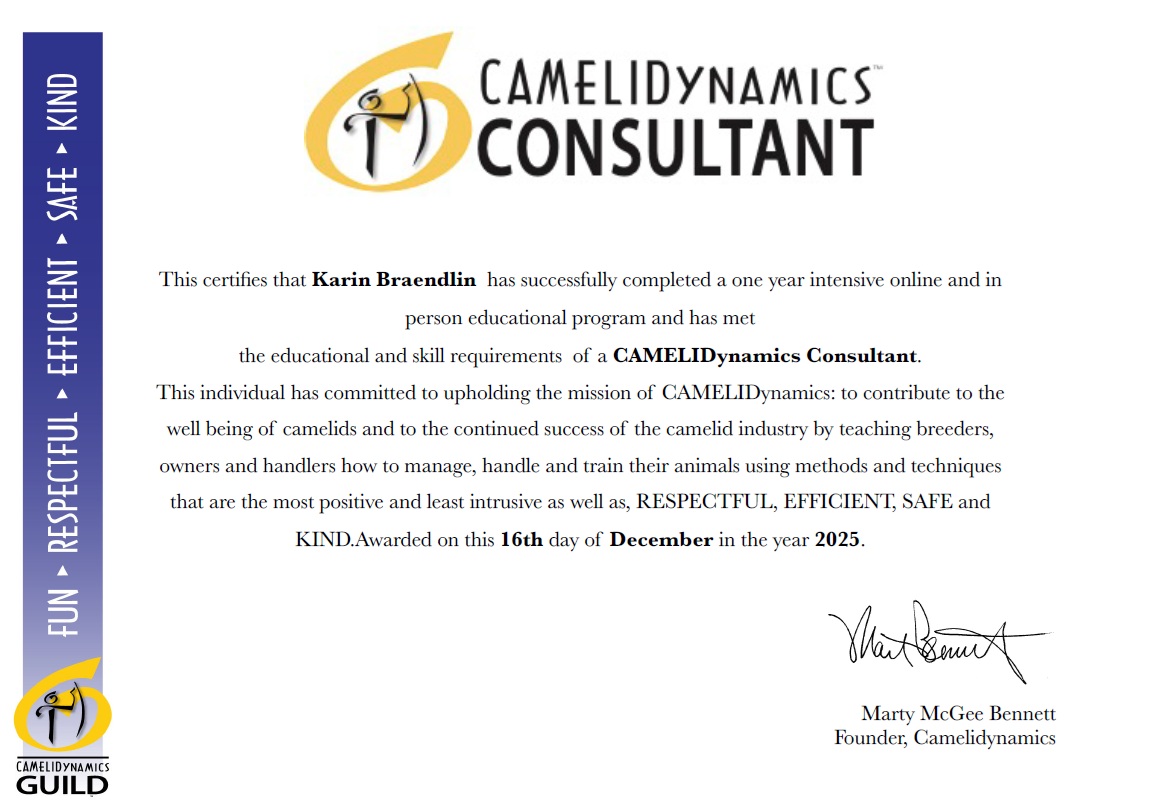 Einführungskurs Basis, 150 Minuten, CHF 200.00 / Handling von Alpakas und Lamas nach CAMELIDynamics